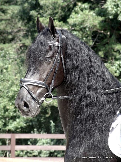 Friesian horses for sale at Friesian Marketplace
