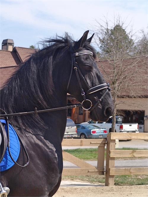Friesian horses for sale at Friesian Marketplace