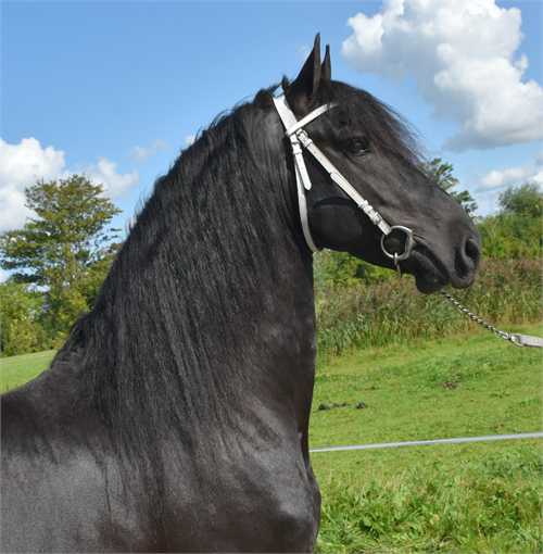 Friesian horses for sale at Friesian Marketplace