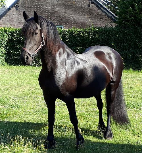 Friesian horses for sale at Friesian Marketplace