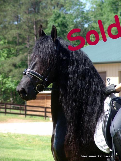 Friesian horses for sale at Friesian Marketplace