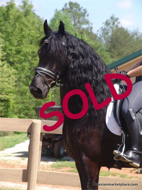 Friesian horses for sale at Friesian Marketplace