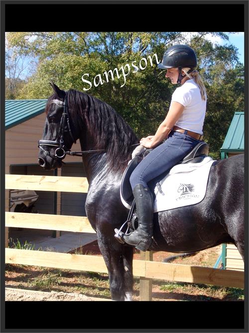 Friesian horses for sale at Friesian Marketplace
