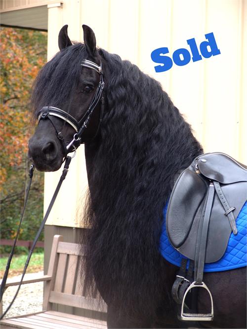 Friesian horses for sale at Friesian Marketplace