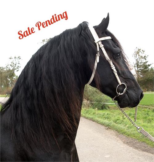 Friesian horses for sale at Friesian Marketplace