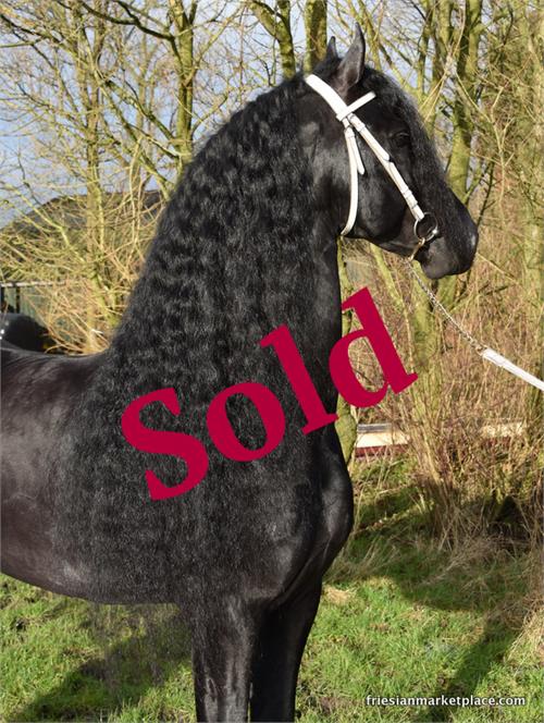 Friesian horses for sale at Friesian Marketplace