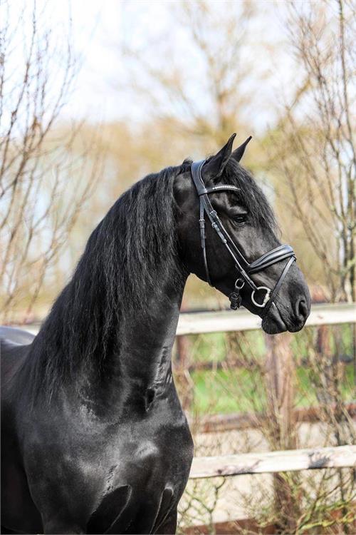 Friesian horses for sale at Friesian Marketplace